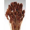 PHALARIS Chocolate 24"